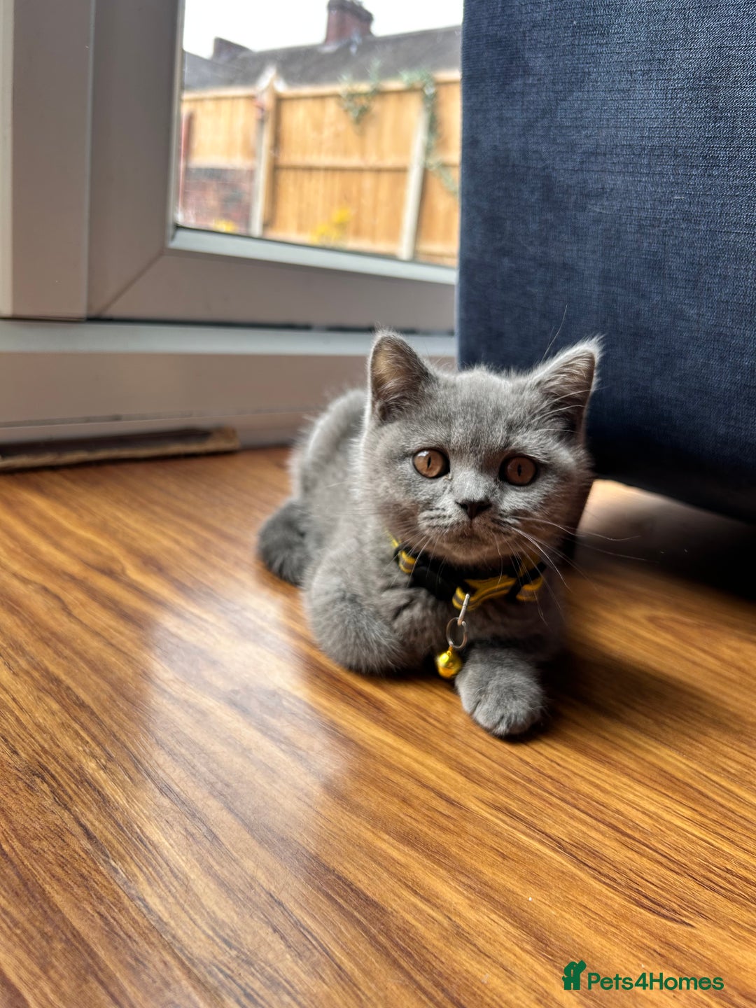 British Shorthair cats for sale: GCCF Reg. champ dad & lovely mom's 1st kittens! - Image 6