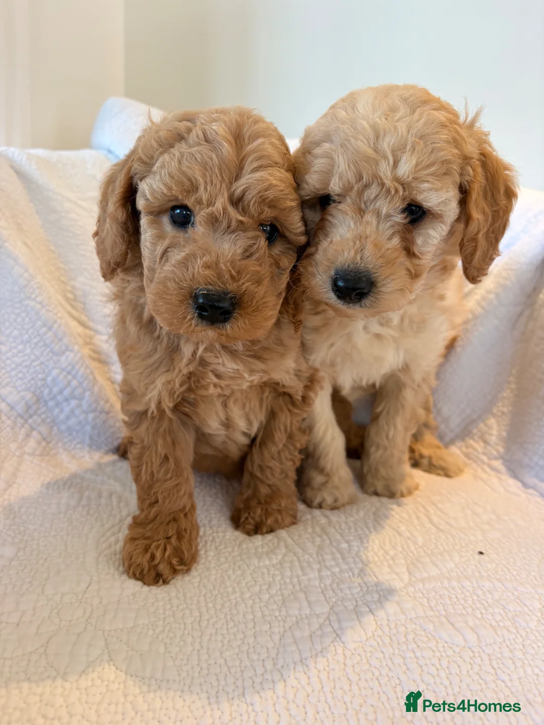 Labradoodle dogs for sale: LICENSED BREEDER HEALTH TESTED MINI LABRADOODLES - Advert 1