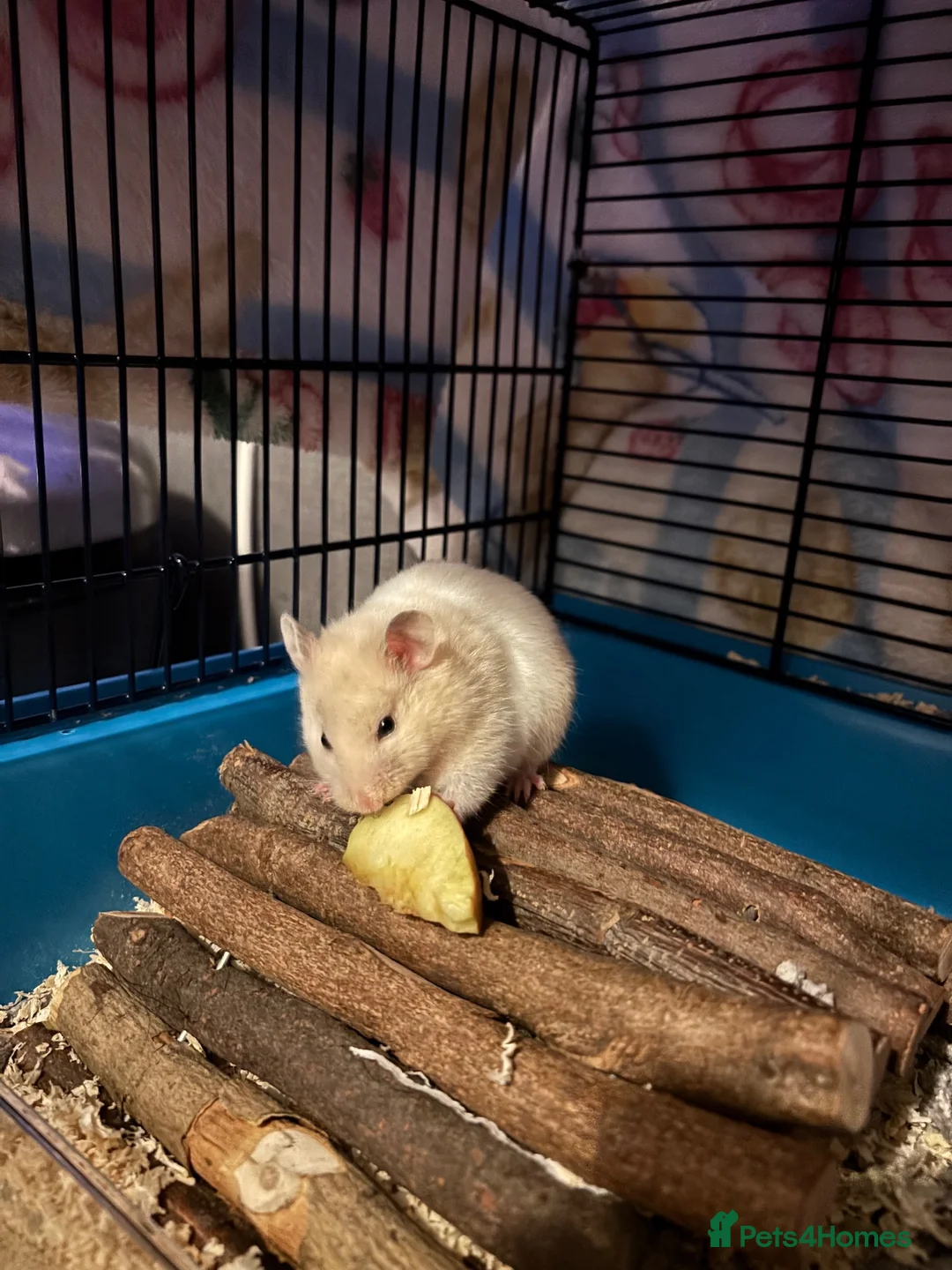 Hamster rodents for sale: Evie the Hamster in Radstock - Advert 6