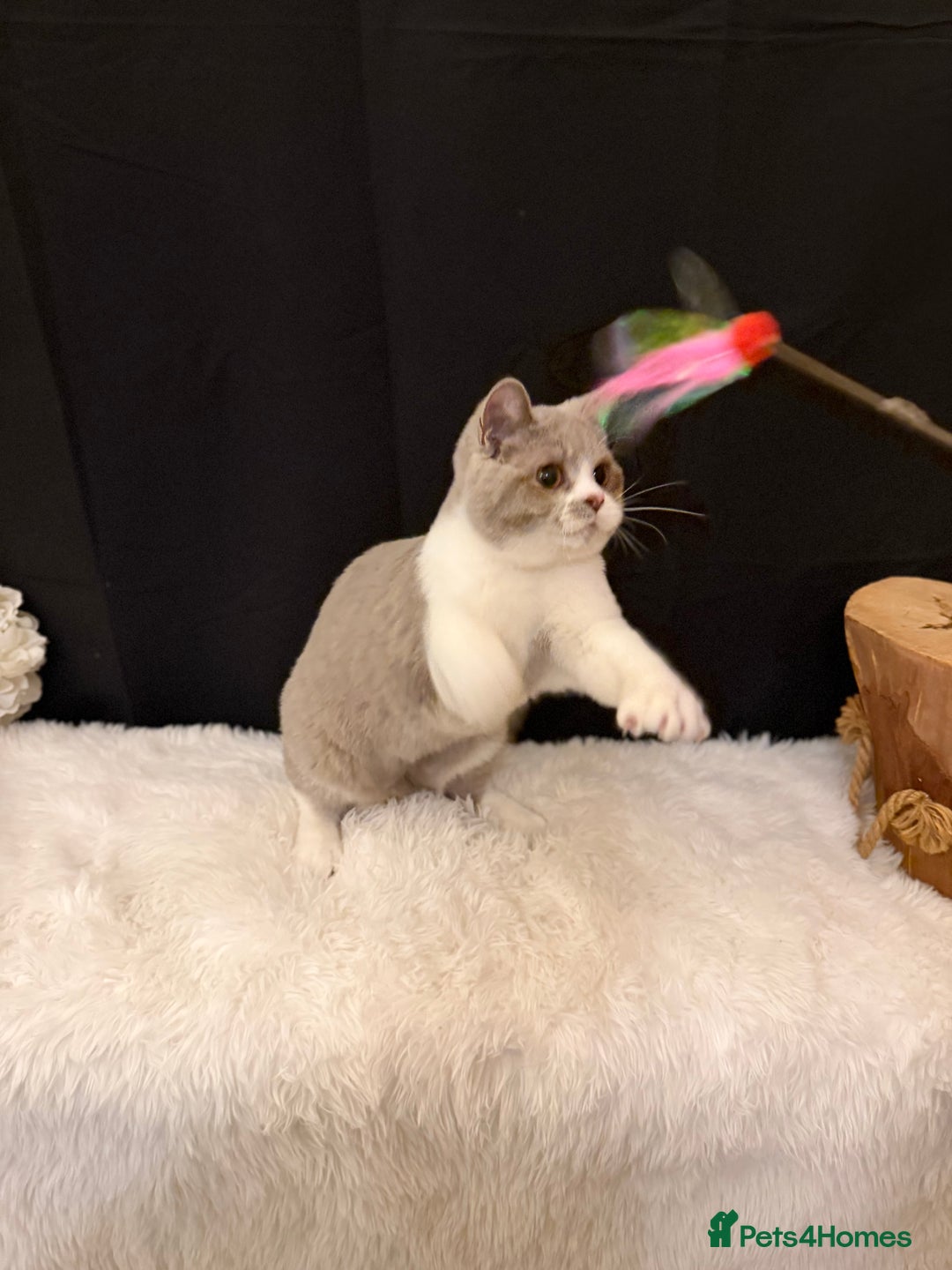 British Shorthair cats for sale: FULL PEDIGREE, REGISTERED BSH - Image 20