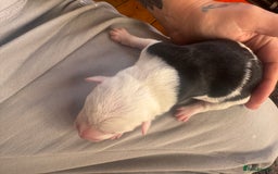 Mixed Breed dogs for sale: Pups for sale  - Image 15