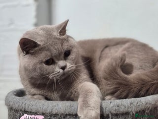 British Shorthair cats Lilac Champion Adult BSH Female 🌟 - Advert 1