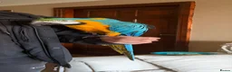 Macaws birds for sale: Hand Tame 2 year old B&G Macaw plus cage - Advert 2