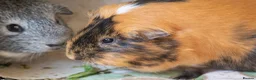Guinea Pig rodents for sale: Female guinea pigs  - Advert 7