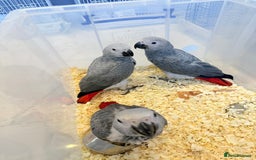 Parrots birds for sale: African greys  - Image 10