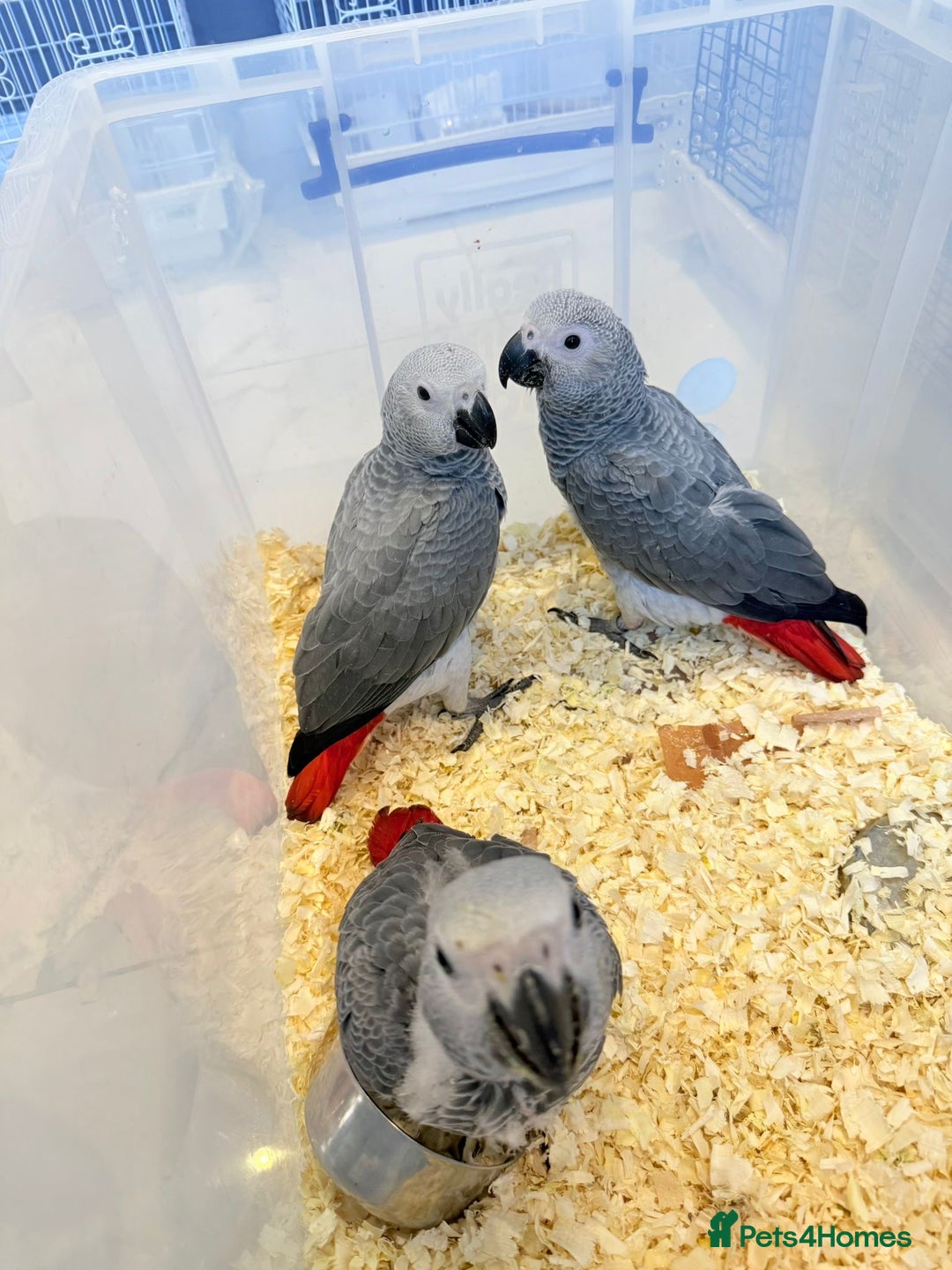 Parrots birds for sale: African greys  - Image 10
