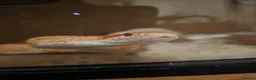 Corn Snake reptiles for sale: Corn Snake with Vivarium in Neath - Advert 3