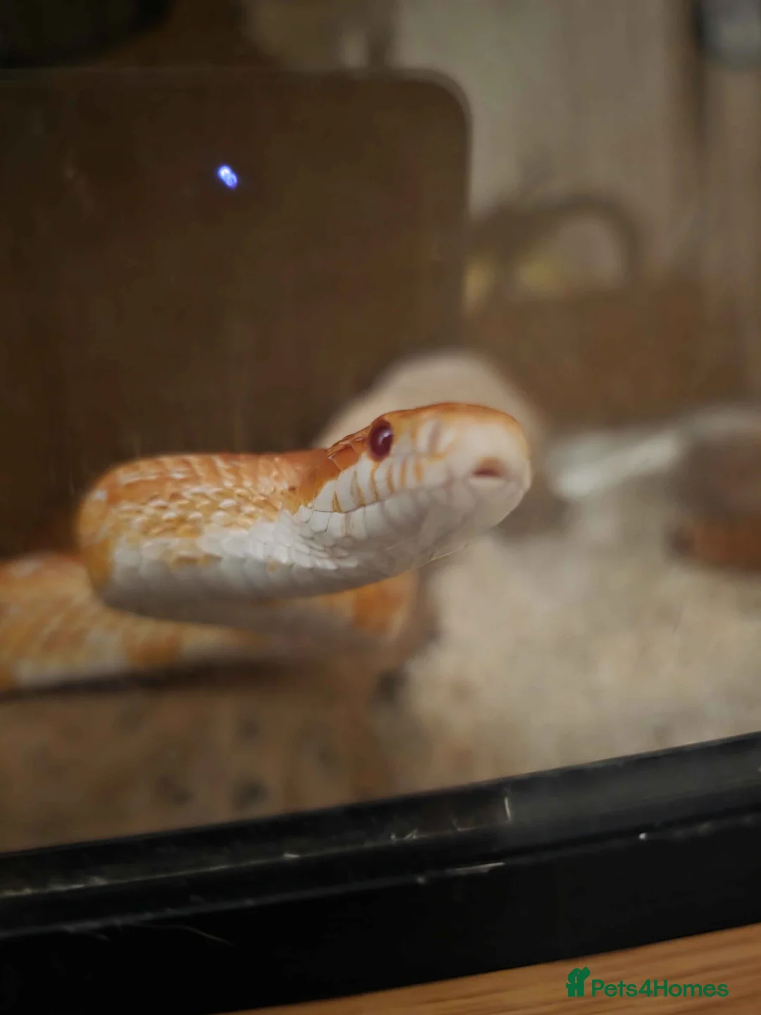 Corn Snake reptiles for sale: Corn Snake with Vivarium in Neath - Advert 3