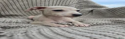 Mixed Breed dogs for sale: ALL SOLD-Italian Greyhound x Whippet - Advert 9