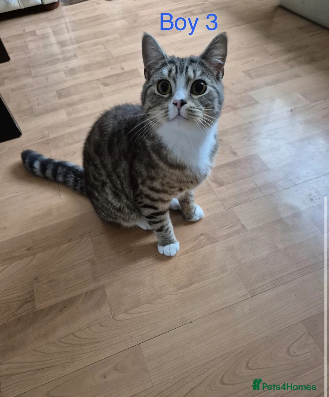 British Shorthair cats for sale: 3 male British short hair x tabby cats for sale  in Halifax - Advert 5