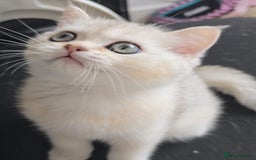 British Shorthair cats for sale: Scottish Straight 2 month old girl - Advert 6