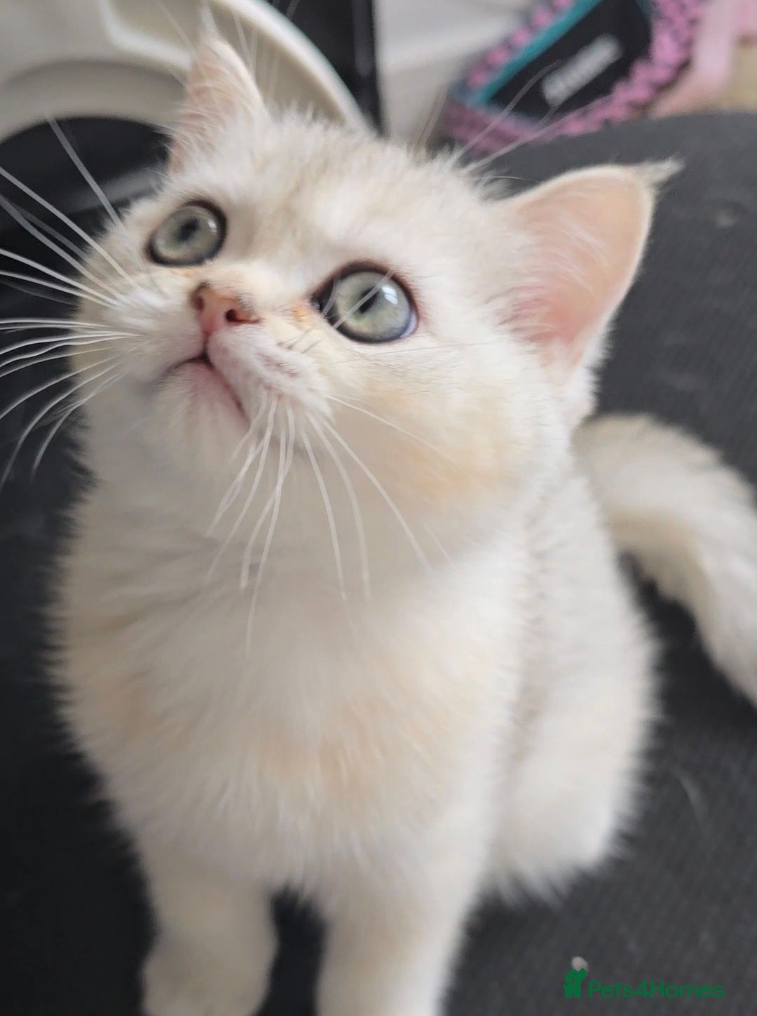 British Shorthair cats for sale: Scottish Straight 2 month old girl - Advert 6