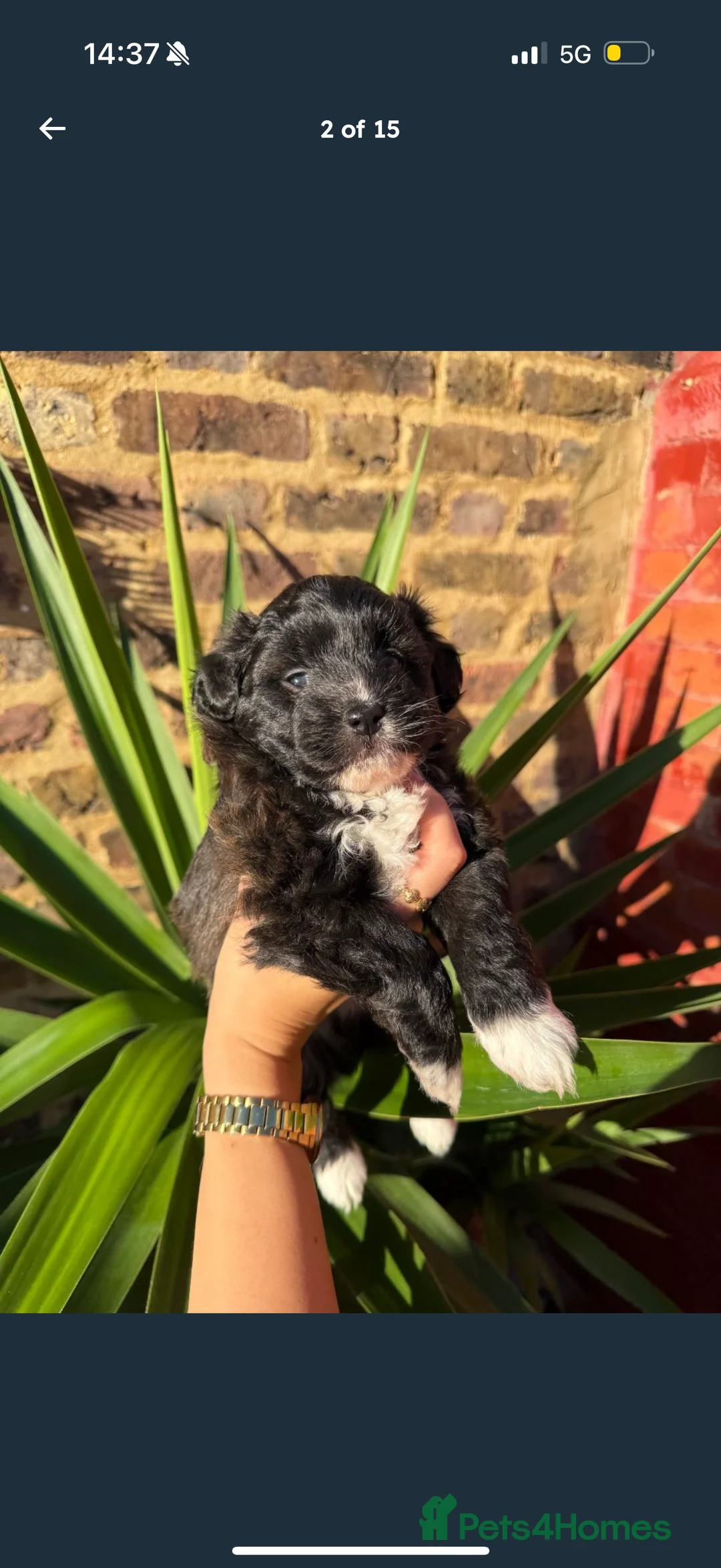 Maltipom dogs for sale: Maltipom puppies  - Advert 7