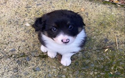 Border Collie dogs for sale: Beautiful Blue Merle collie  - Image 11