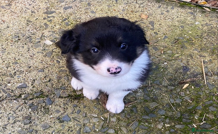 Border Collie dogs - Advert 2