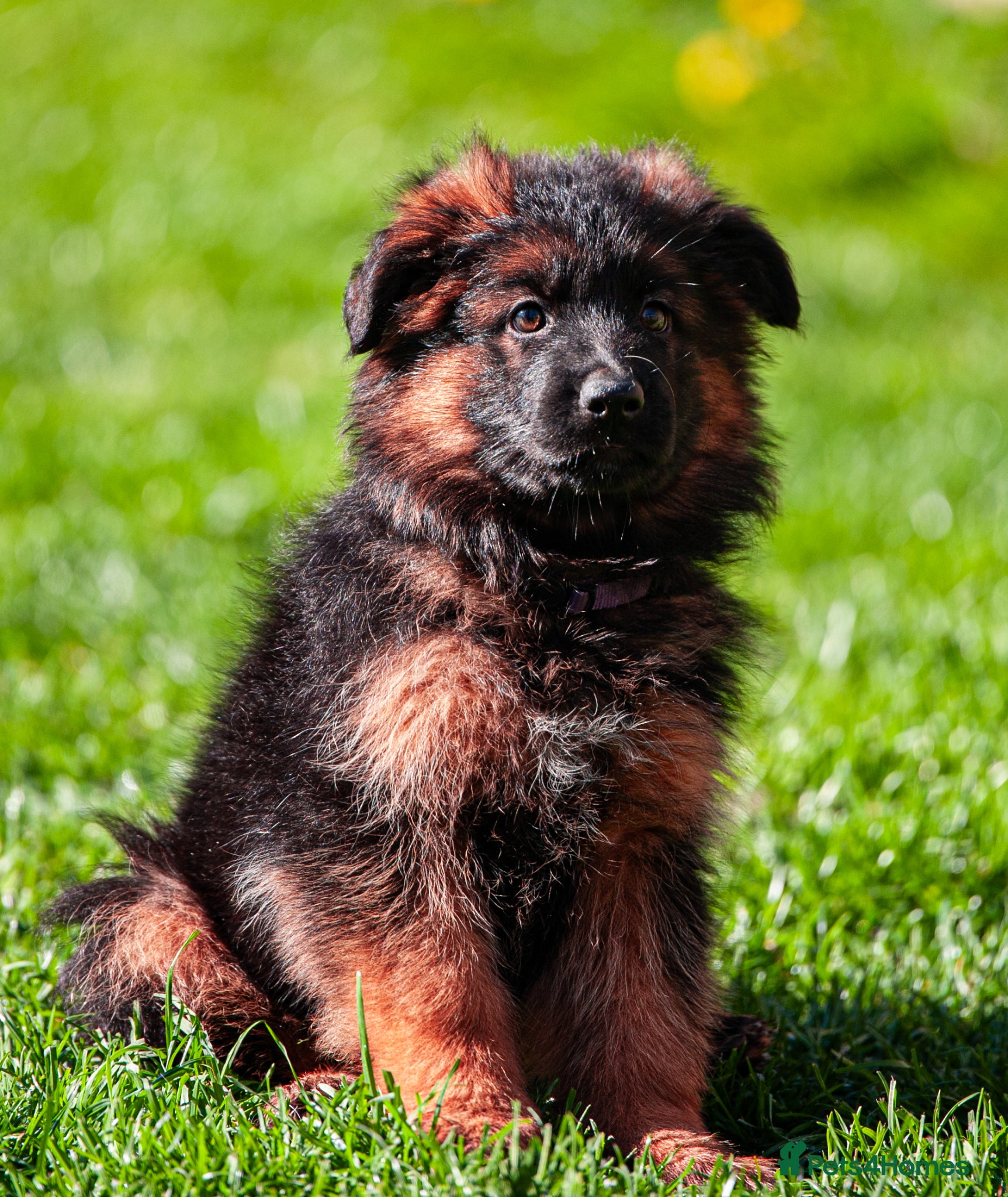 German Shepherd dogs ❤️❤️❤️Amazing GSD Puppies longhaired❤️❤️❤️ - Advert 7