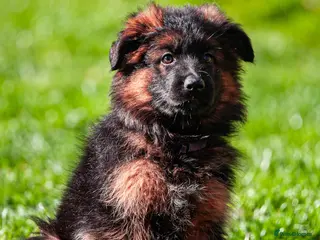 German Shepherd dogs ❤️❤️❤️Amazing GSD Puppies longhaired❤️❤️❤️ - Advert 7