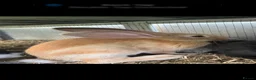 Continental Giant rabbits for sale: Continental Giant rabbits  - Advert 5