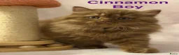 British Shorthair cats for sale: Registered Pedigree British Shorthair & Longhair  in Stafford - Advert 12