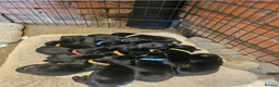 Labrador Retriever dogs for sale: Beautiful puppies for sale in Ipswich - Advert 2
