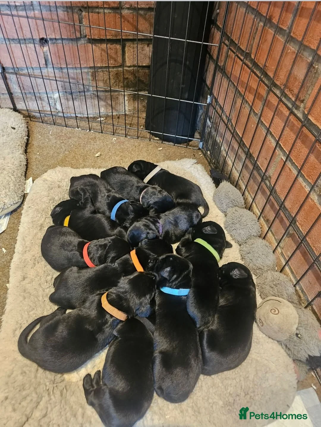 Labrador Retriever dogs for sale: Beautiful puppies for sale in Ipswich - Advert 2