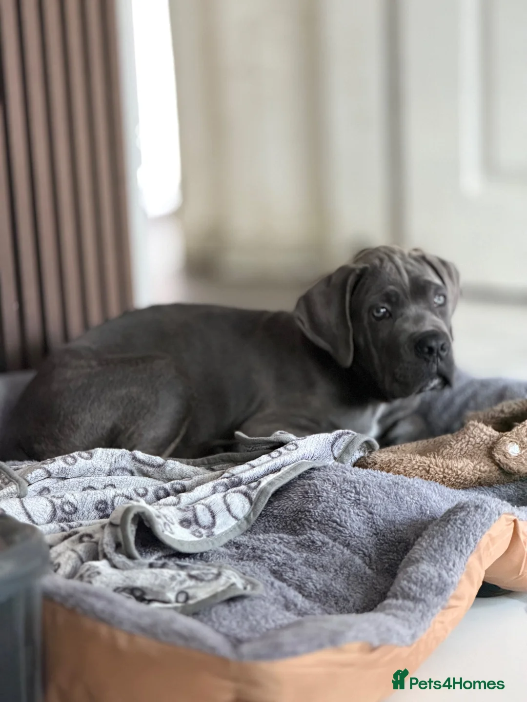 Cane Corso dogs for sale: Cane Corso male in Stoke-on-Trent - Advert 3