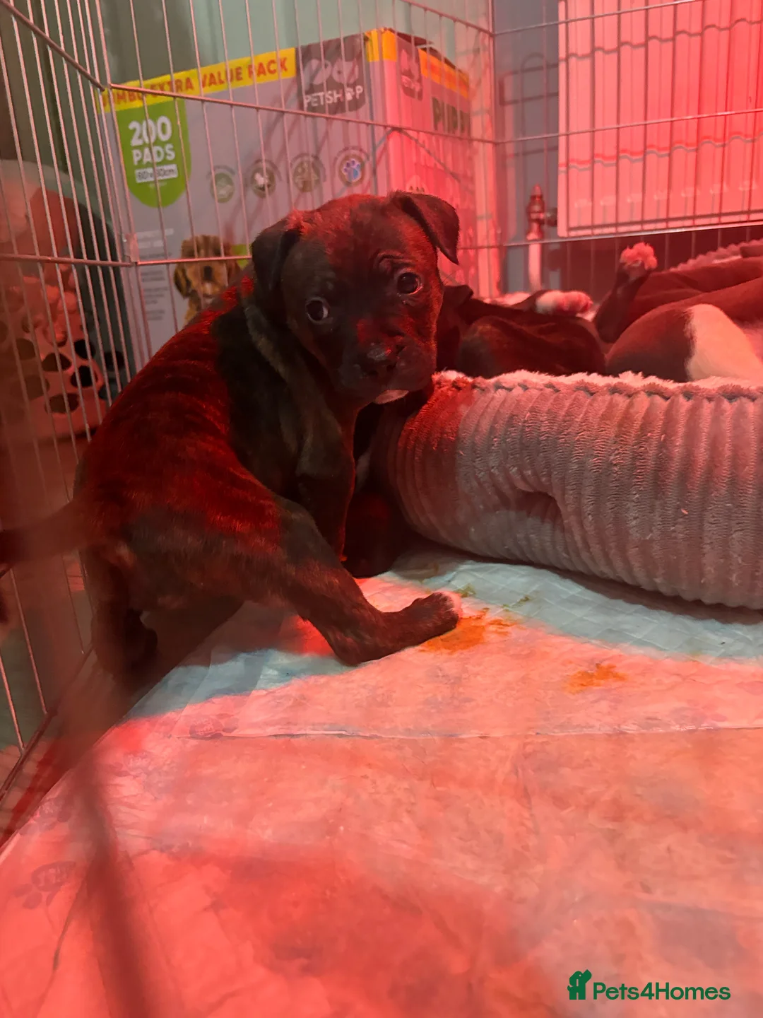 Mixed Breed dogs for sale: Staffy X Rhodesian Ridgeback  - Advert 15