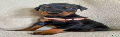Pink collar Black and Tan female 