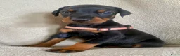 Dobermann dogs for sale: Health tested European puppies  - Advert 8