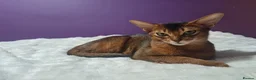 Abyssinian cats for sale: Abyssinian kittens in Scunthorpe - Advert 5