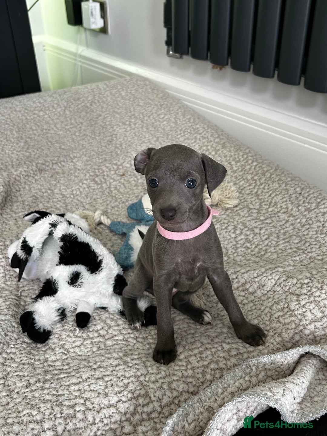 Italian Greyhound dogs for sale: Gorgeous iggy pups - Image 14