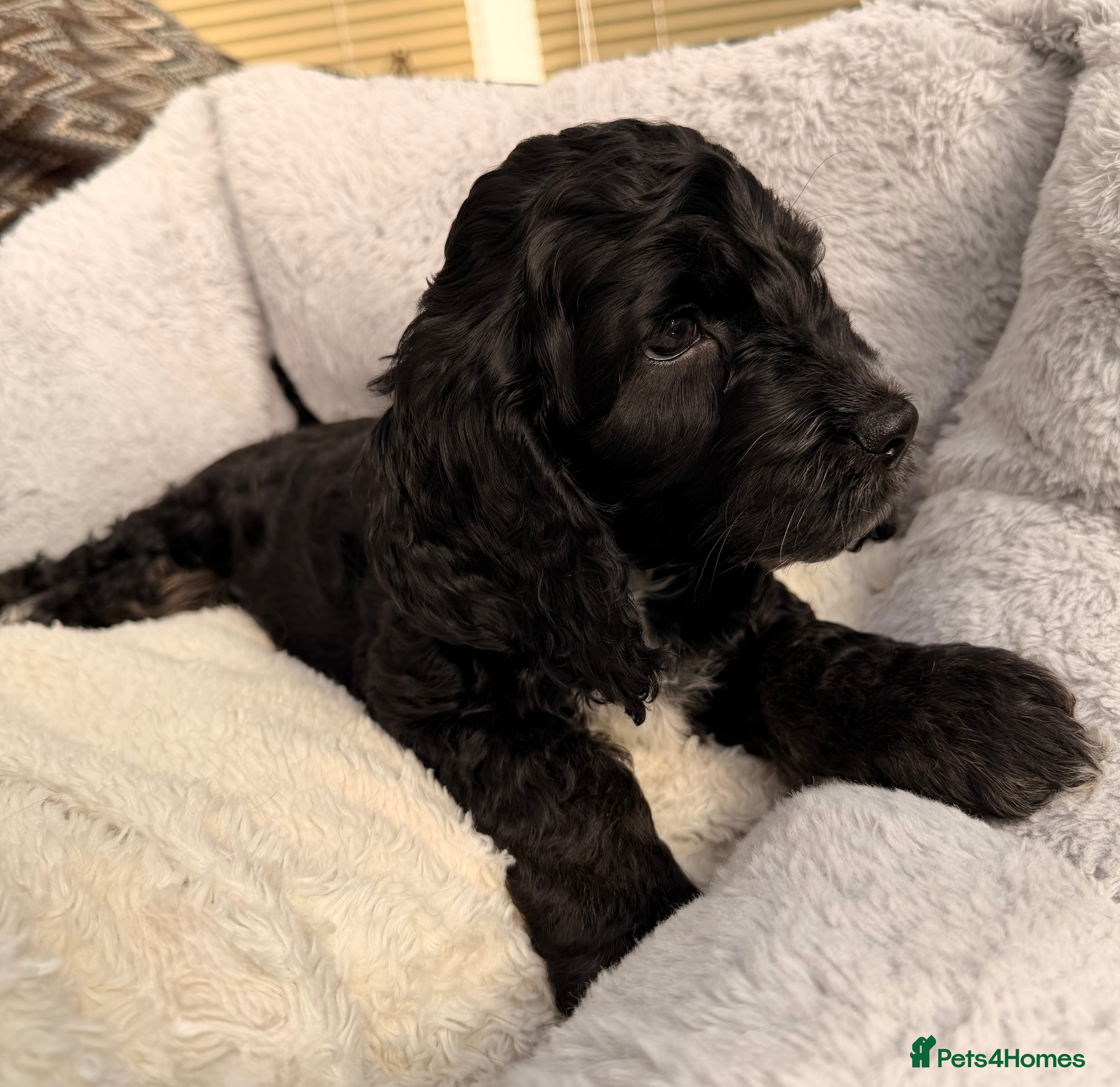 Cockapoo dogs F1 Cockapoo Puppies - Advert 10