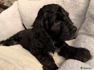 Cockapoo dogs F1 Cockapoo Puppies - Advert 10