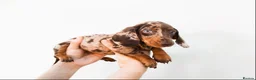 Miniature Dachshund dogs for sale: Chocolate miniature Dachshund puppies. - Advert 6