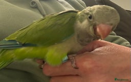 Parakeets birds for sale: 2 male Hand reared green Quaker  - Image 3