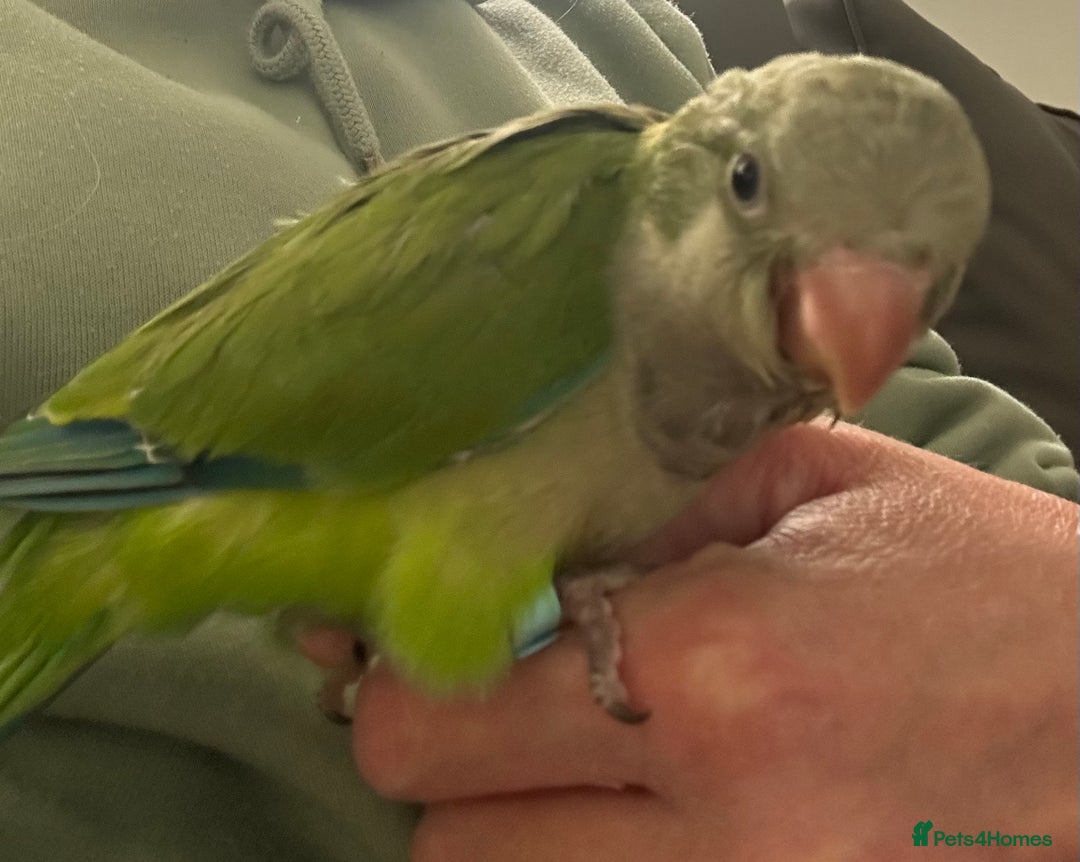 Parakeets birds for sale: 2 male Hand reared green Quaker  - Image 3