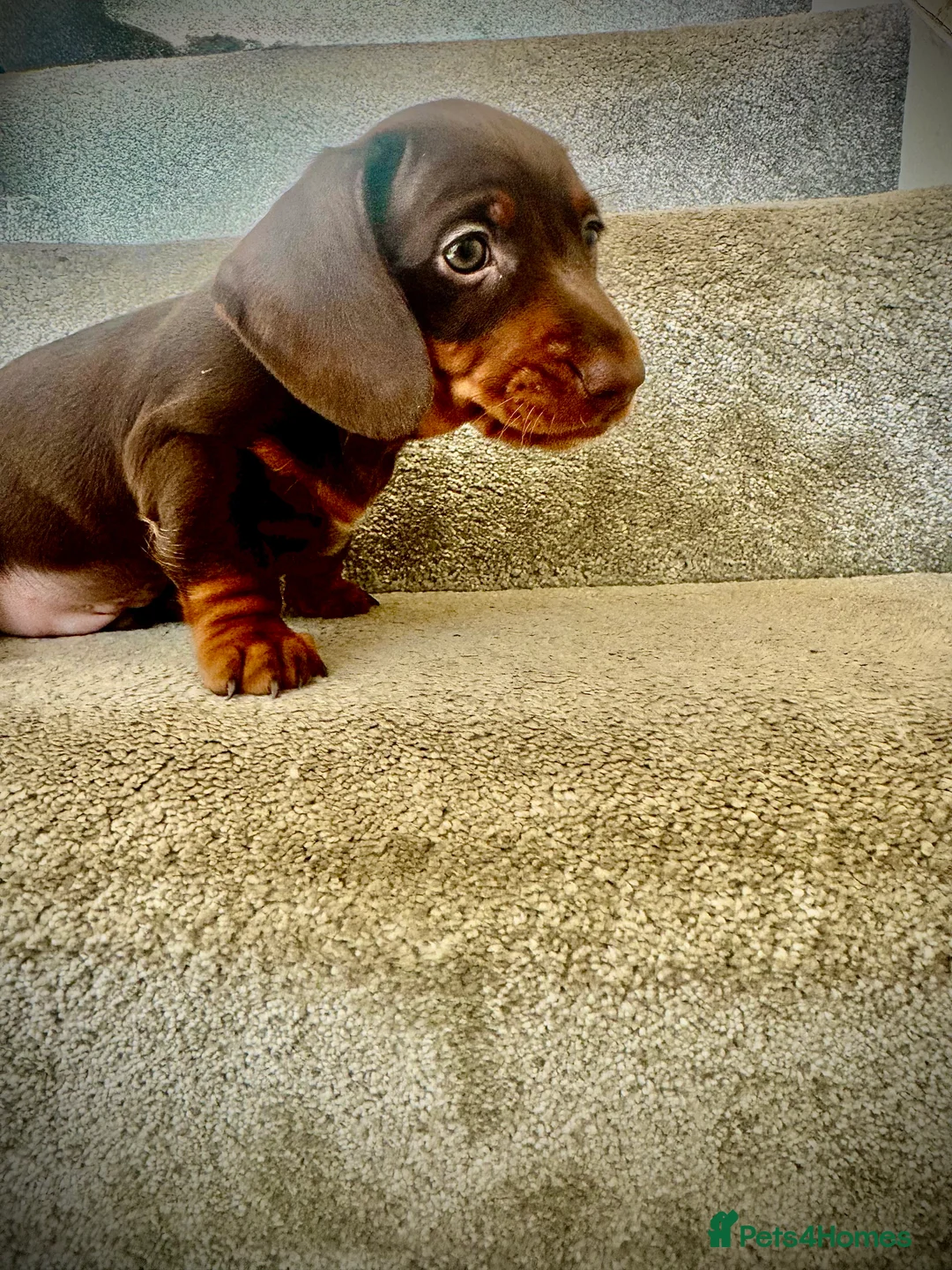 Miniature Dachshund dogs for sale: READY SOON MINI DACHSHUNDS SERIOUS BUYERS ONLY  - Advert 29