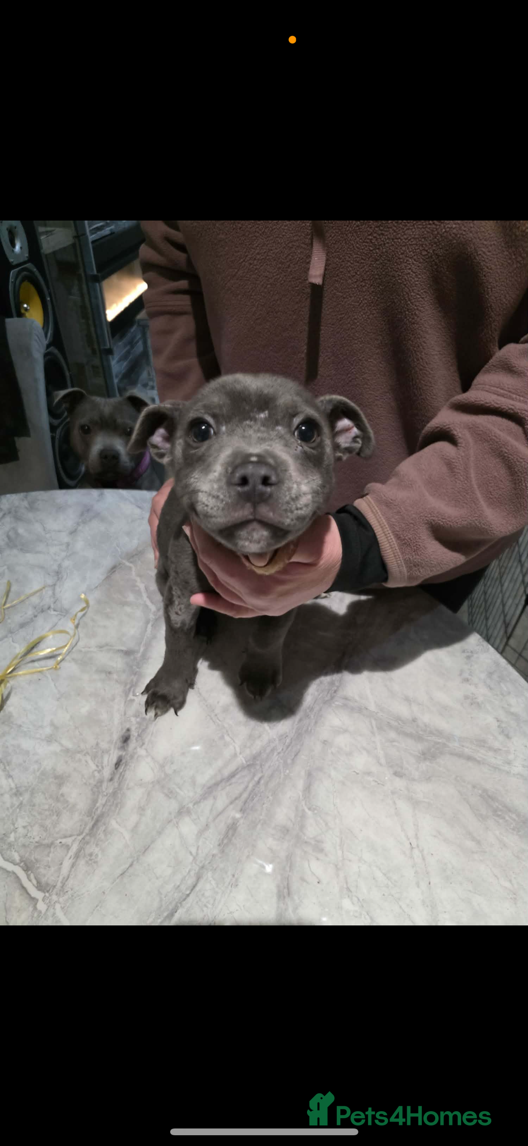 Staffordshire Bull Terrier dogs for sale: Blue staff  - Advert 2