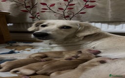 Golden Retriever dogs for sale: 6 beautiful golden retriever puppies for sale - Image 2