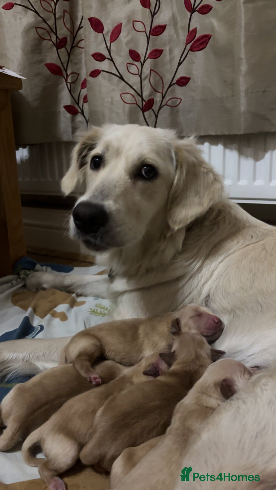 Golden Retriever dogs for sale: 6 beautiful golden retriever puppies for sale - Image 2