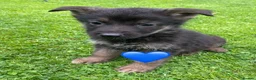 German Shepherd dogs for sale: Big chunky farm bred German shepherds ready now. - Advert 3