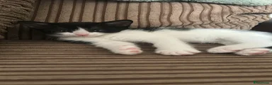 Domestic Shorthair 4