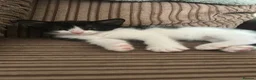 Domestic Shorthair cats for sale: 4 adorable kittens looking for forever homes  - Advert 2