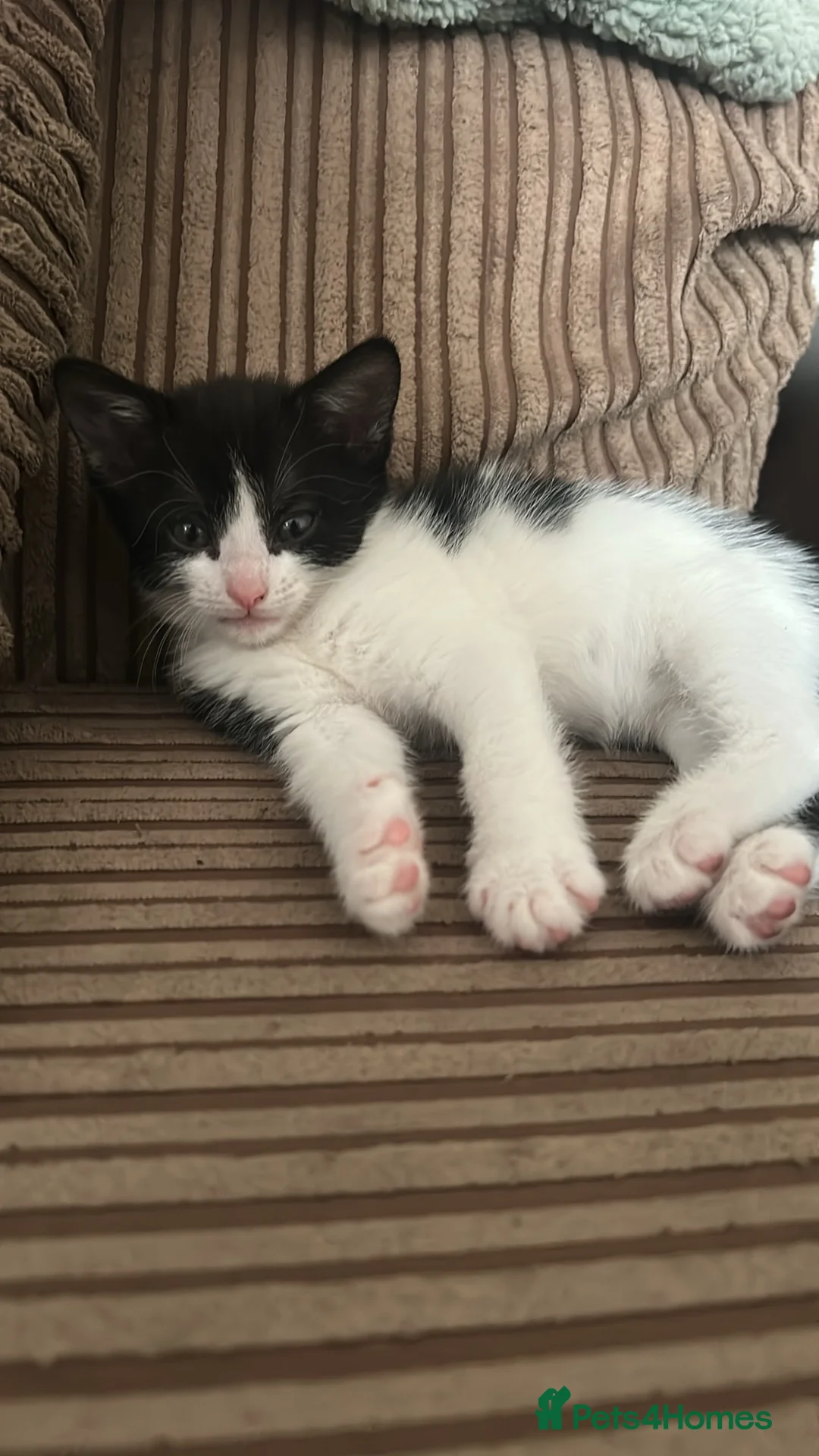 Domestic Shorthair cats for sale: 4 adorable kittens looking for forever homes  - Advert 2