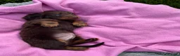 Dachshund dogs for sale: Mini long hair Dachshunds for sale - Advert 13