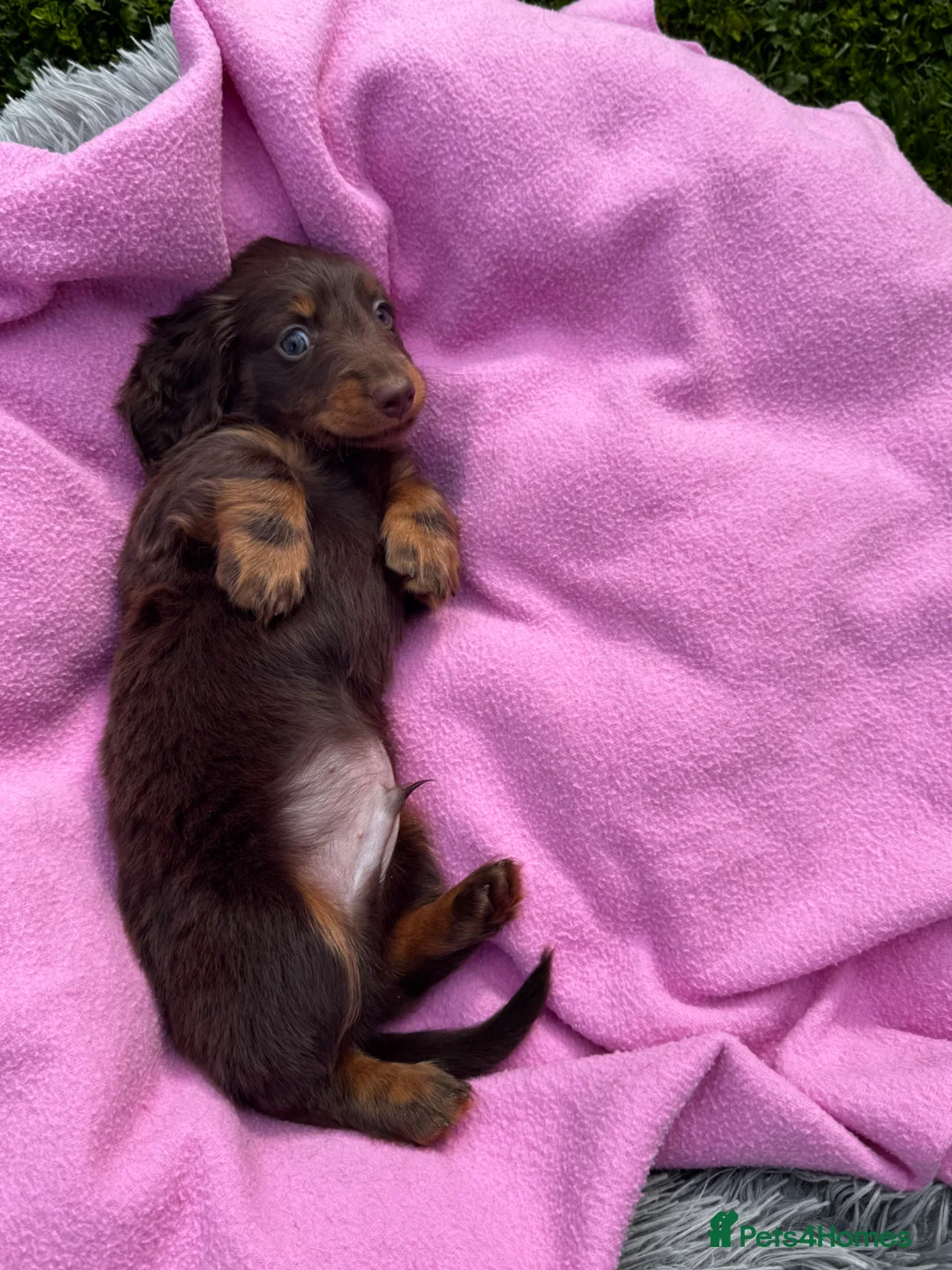 Dachshund dogs for sale: Mini long hair Dachshunds for sale - Advert 13