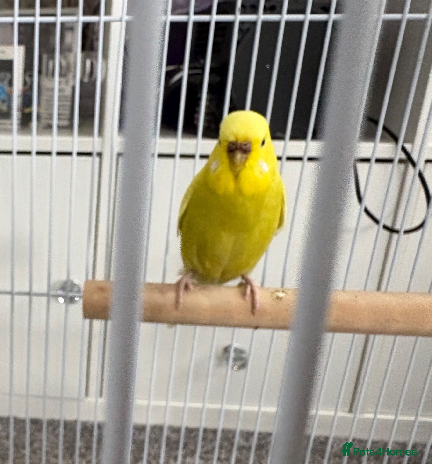 Budgerigars birds 3 female & male budgie and a hand tame budgie - Advert 8