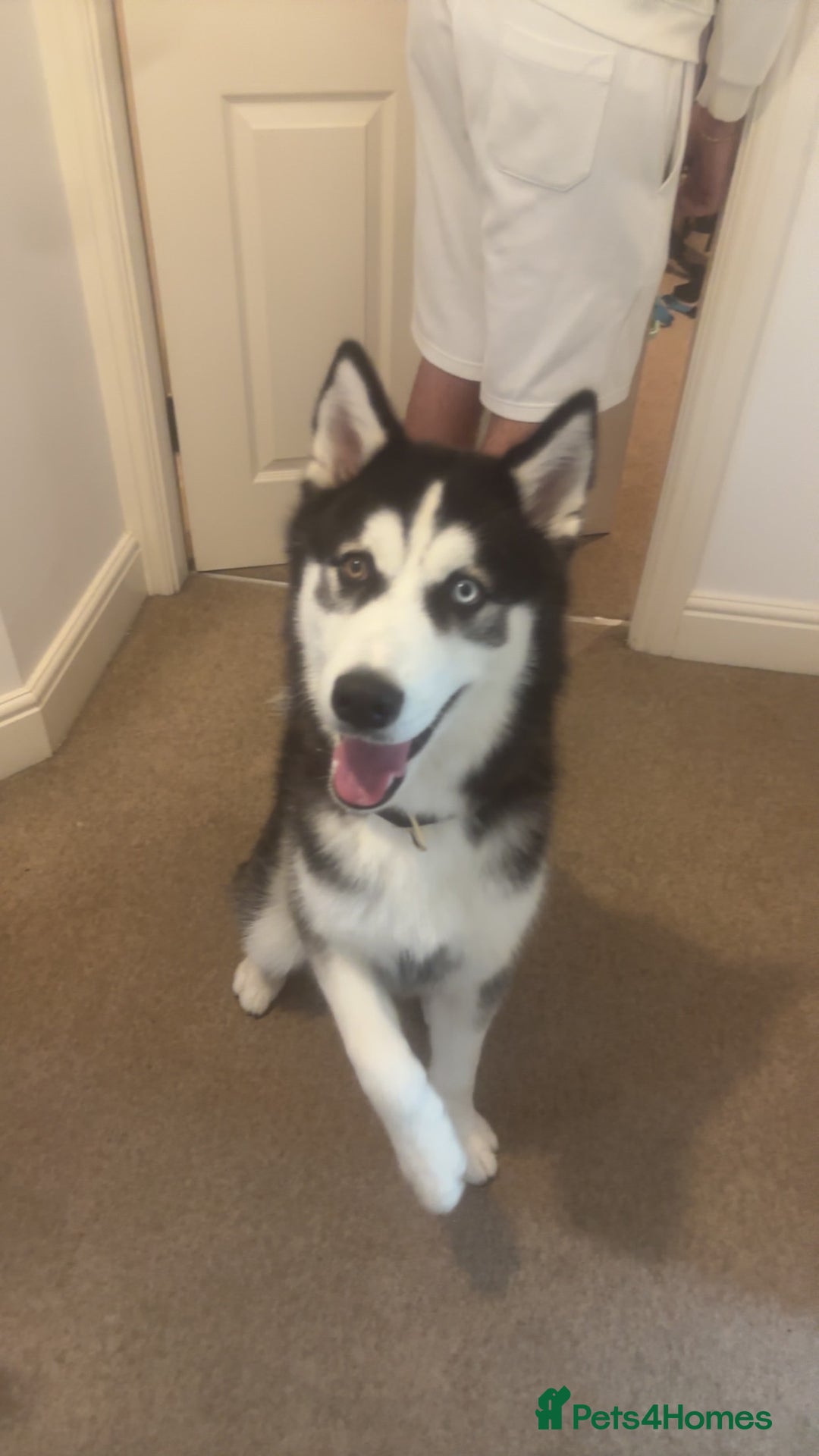 Siberian Husky dogs for sale: Male 8 Month Old Siberian Husky - Image 4