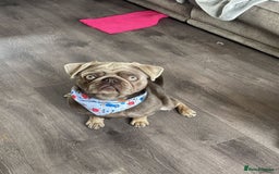 Pug dogs for sale: Reggie the pug - Image 1