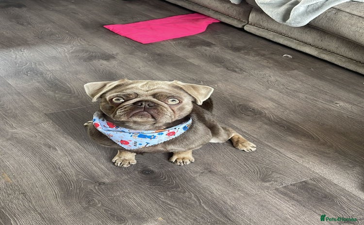 Pug dogs - Advert 2